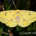 moth_ph_h_0018_cos2313.jpg
